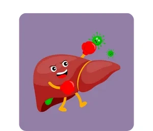 Ayurveda medicines for Liver Health