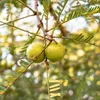 Amla