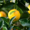 Citron